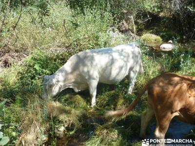 Pesquerías Reales y Fuentes de La Granja;actividades single madrid excursion desde madrid